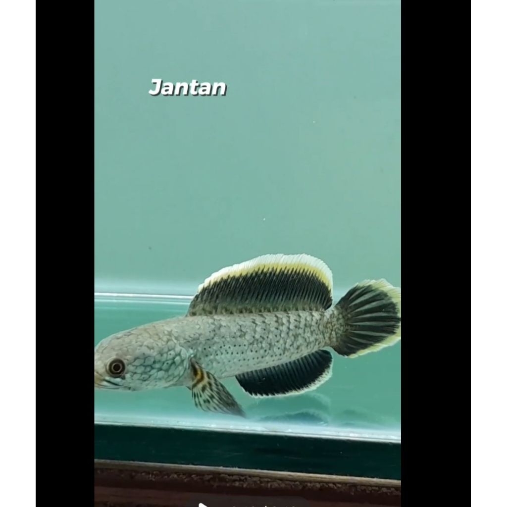 Stiker Channa Limbata HF Baby 4cm