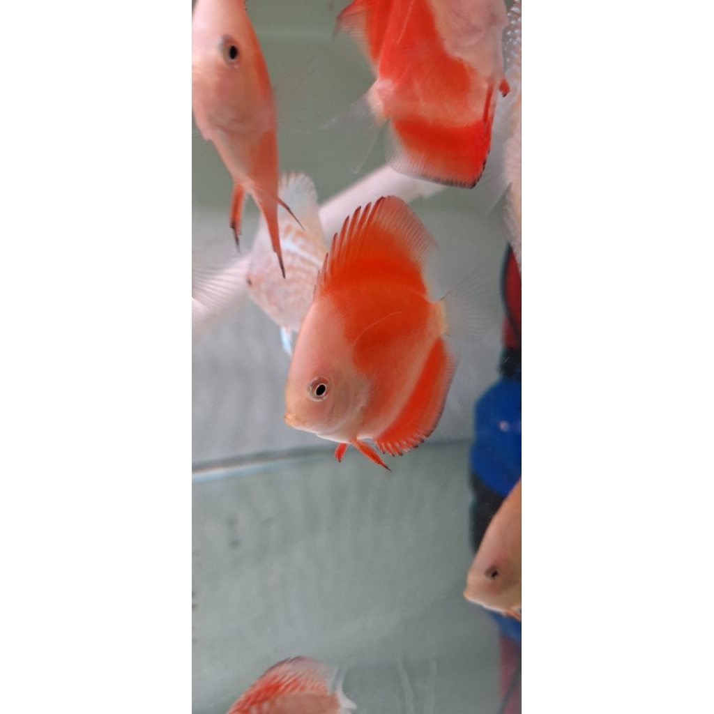 hiasan aquarium discus red melon