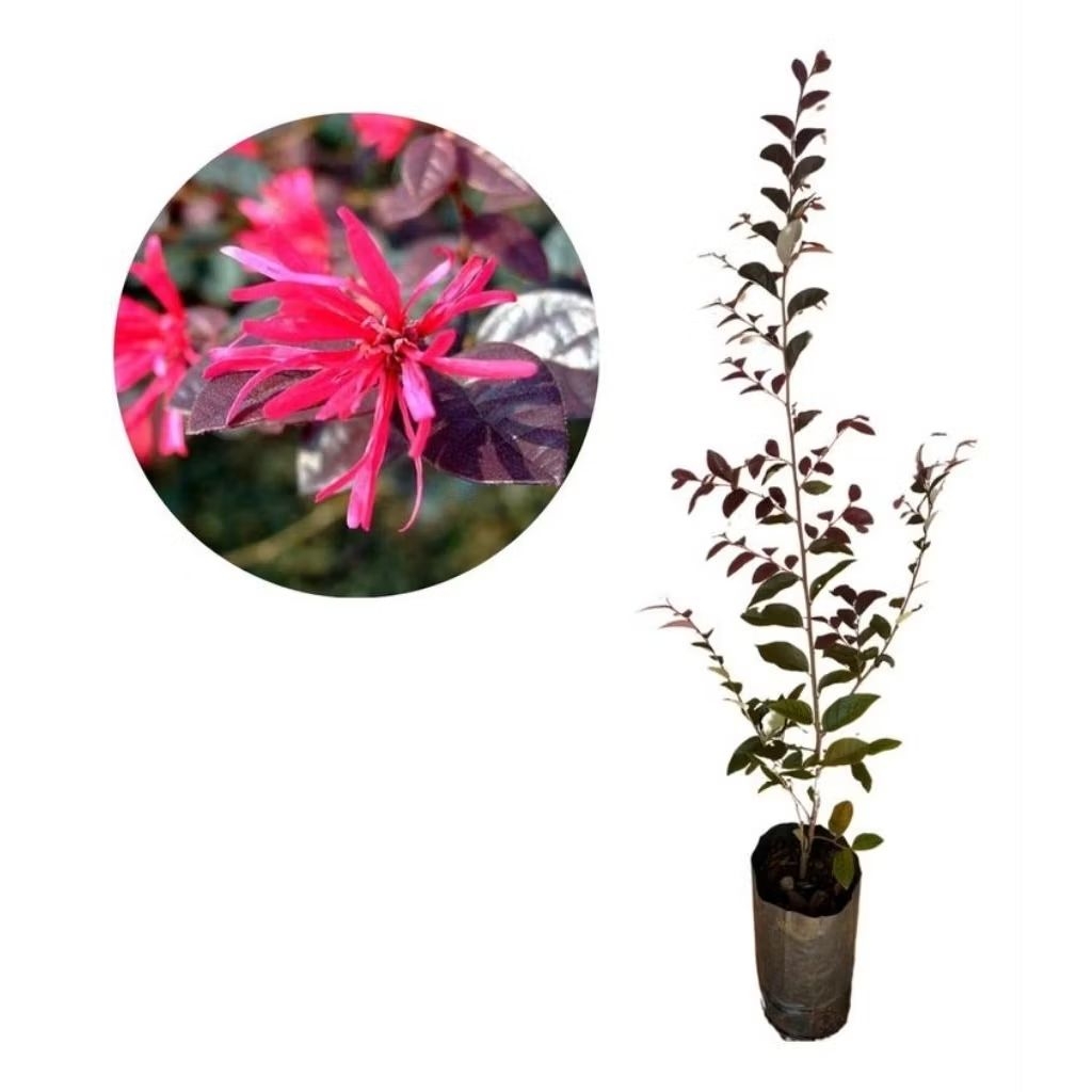 Loropetalum Bahan Bonsai Serut Merah Loropetalum