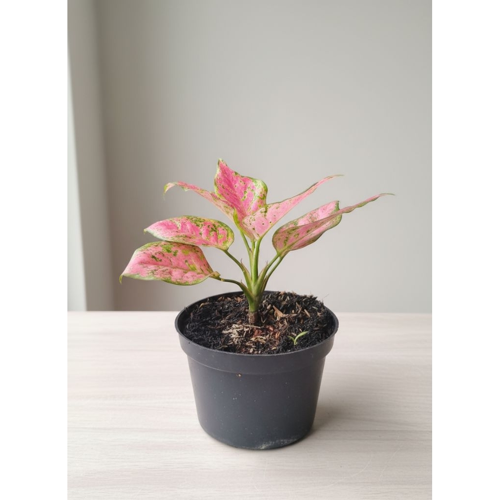 Tanaman Hias Aglonema Red Anjani / Red Anjamani - Merah Merona & Elegan