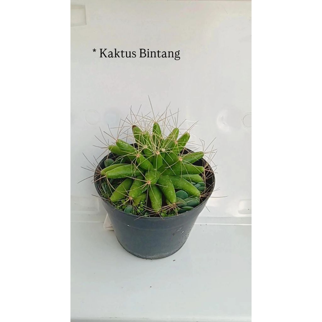 barbagai jenis tanaman kaktus