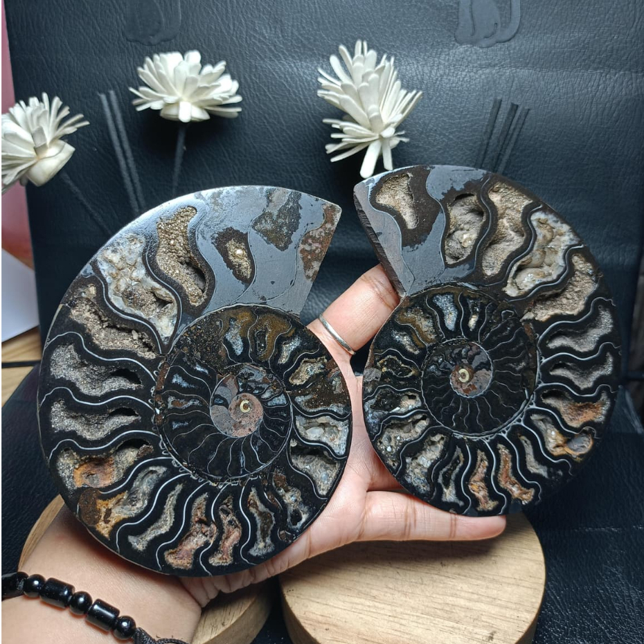 Batu Natural Fossil Keong Black_Ammonite Sepasang (2)