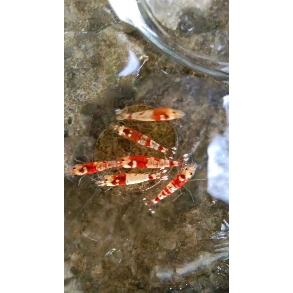 dekorasi udang hias red bee aquascape