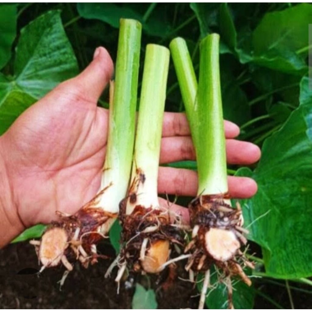 Bibit talas belitung talas kimpul/pohon