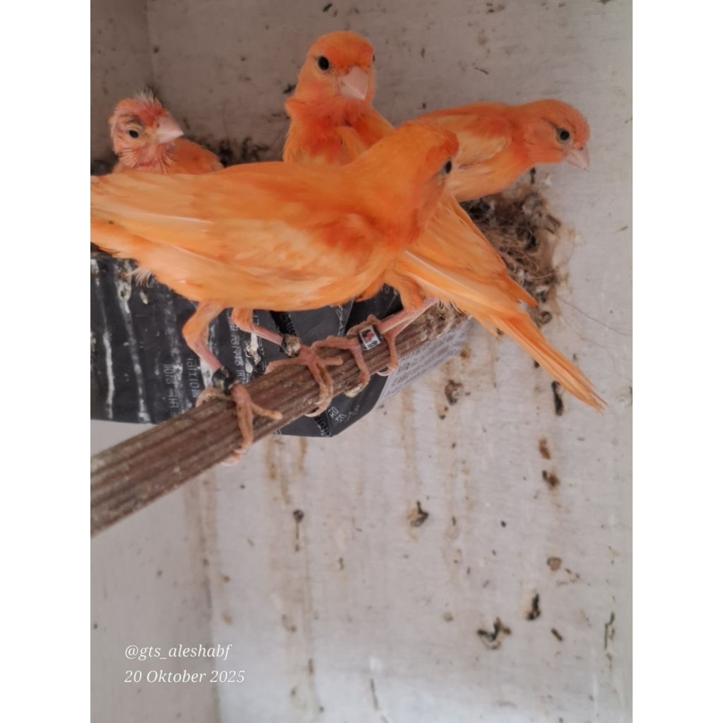 ANAKAN BURUNG KENARI MERLOK MERAH LOKAL WARNA ALAMI MURNI GENETIK JAMINAN MERONA KUALITAS BURUNG TID