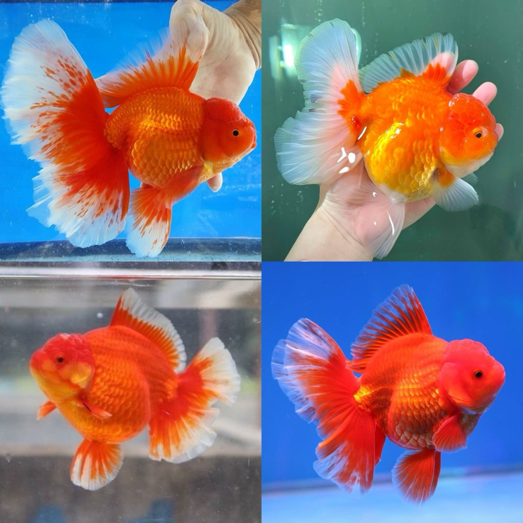 [Chan Aquatic] Ikan Hias Koki Oranda Rosetail Oranda Goldfish Rosetail Red White Size M-L Hiasan Aqu