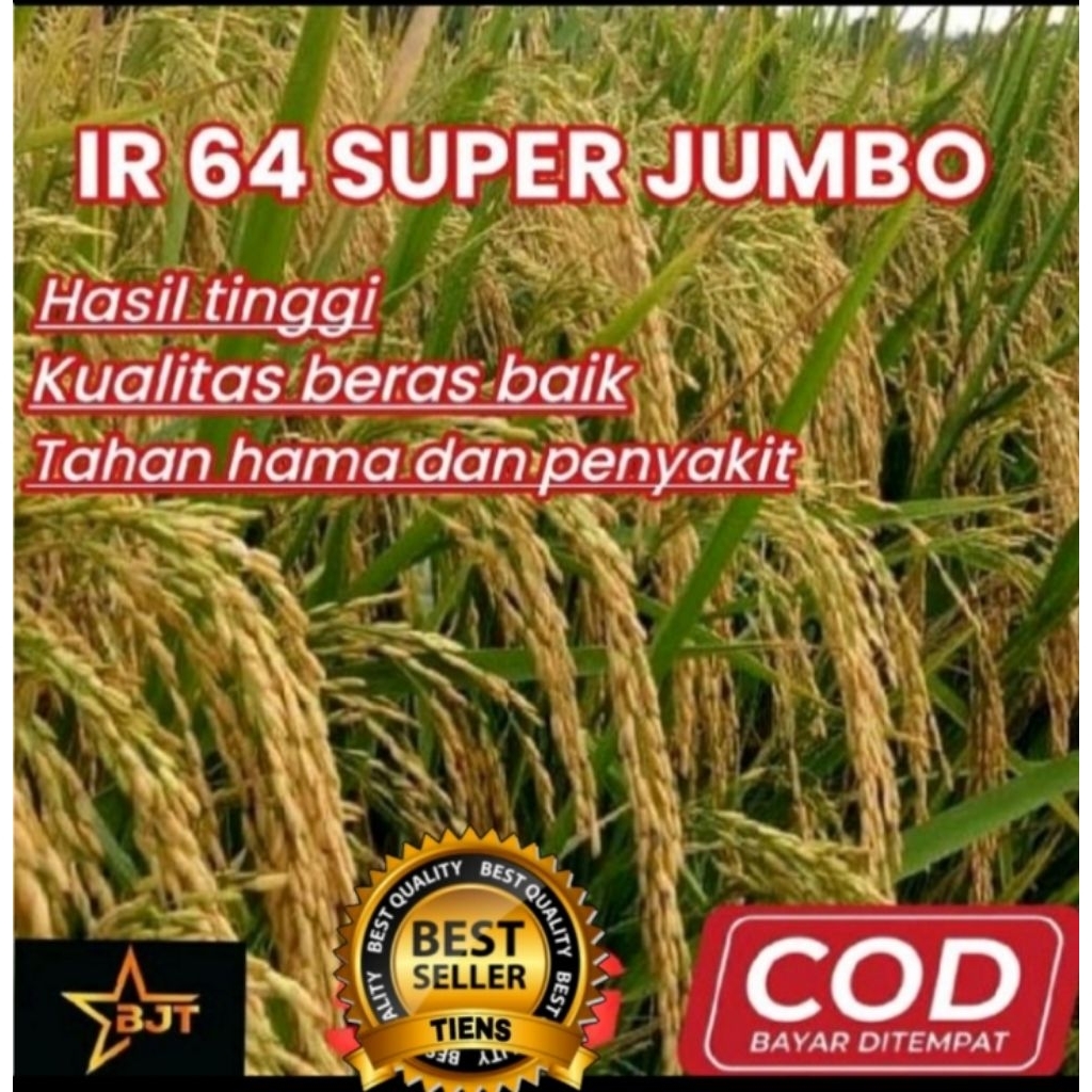 Benih padi IR 64 super jumbo