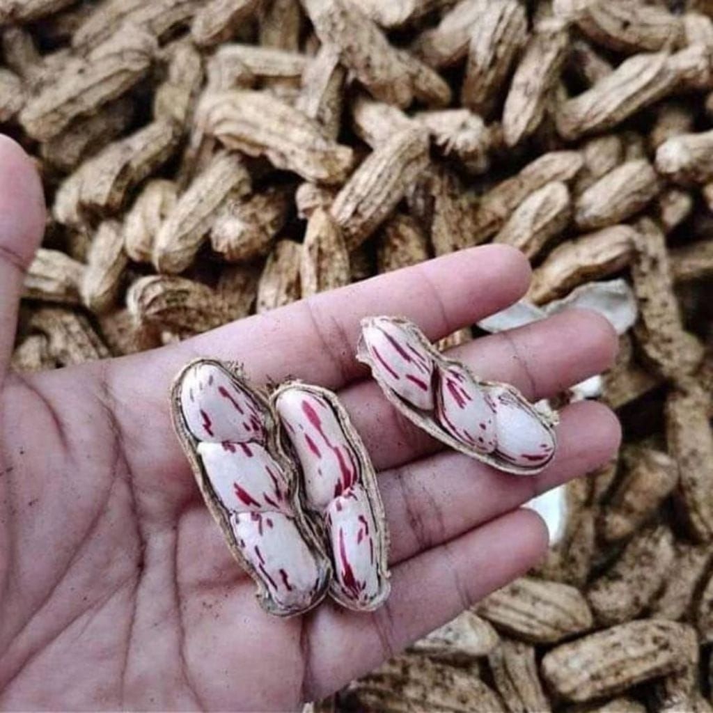 kacang tanah/kacang madu/kacang lurik 1kg