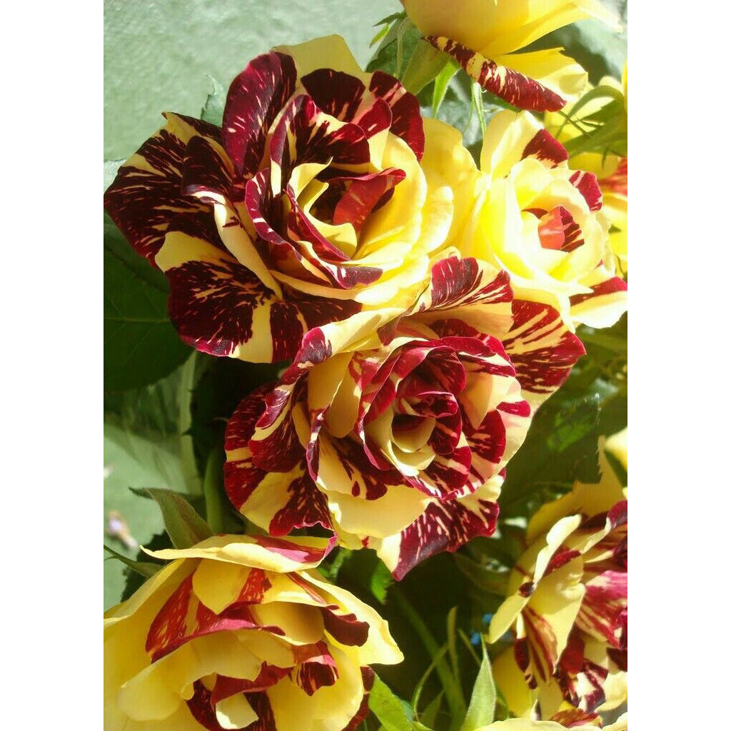 Tanaman Hias Mawar Batik Kuning merah / mawar batik