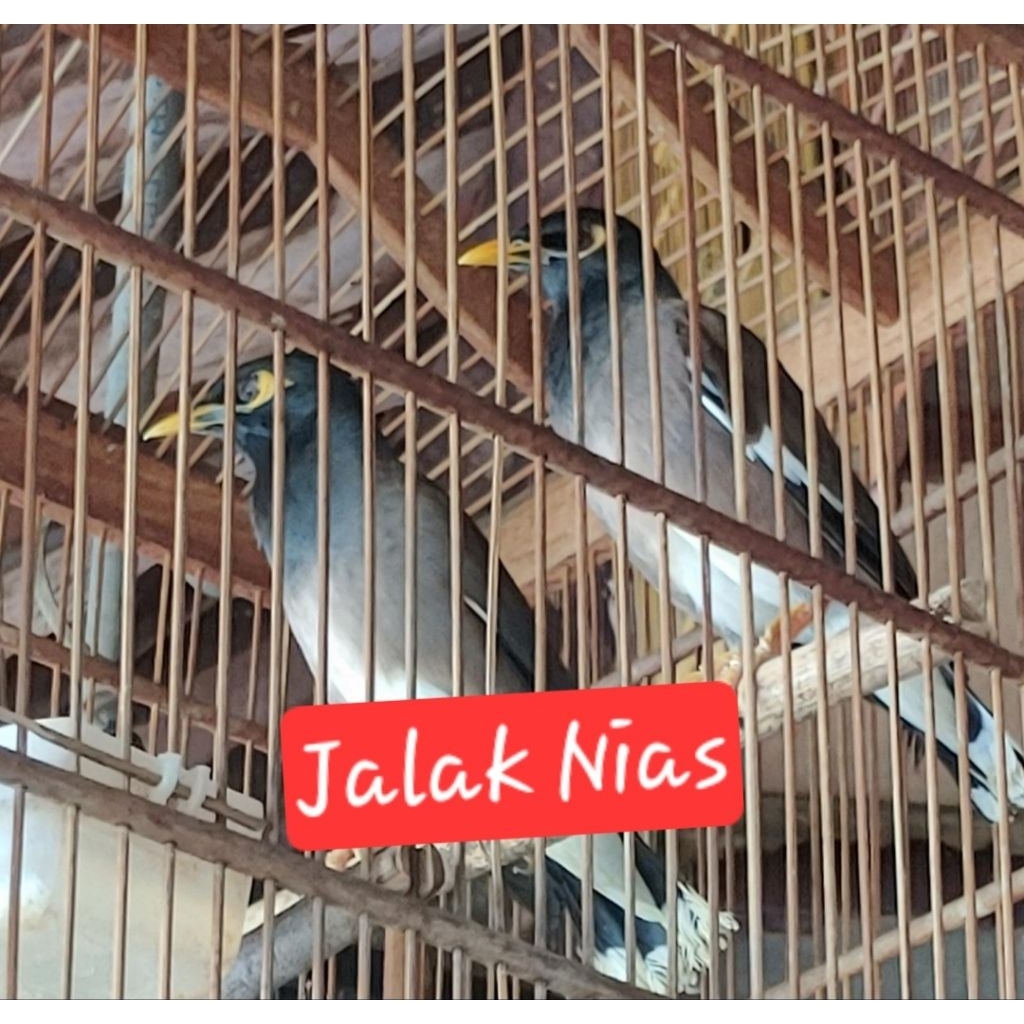 jalak nias jantan sudah bunyi