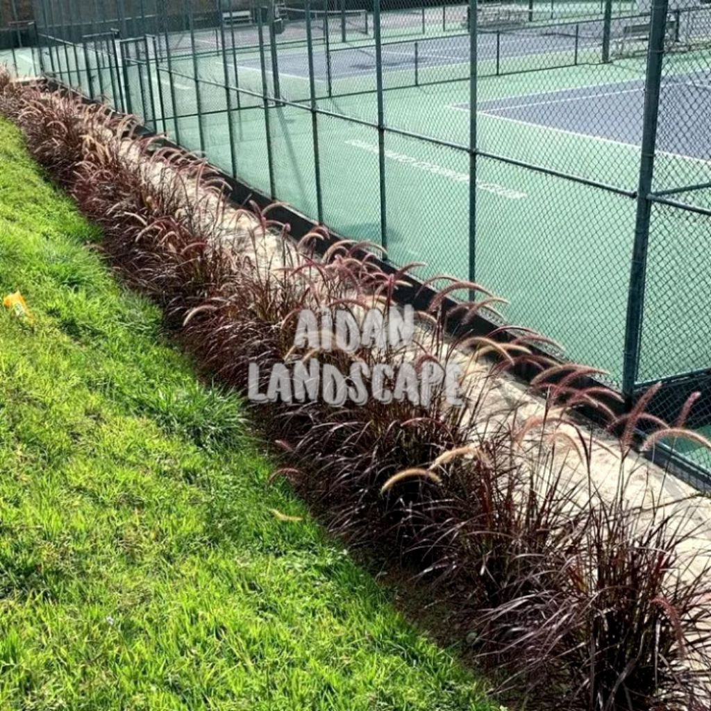 tanaman ekor kuda merah ilalang / alang- alang merah