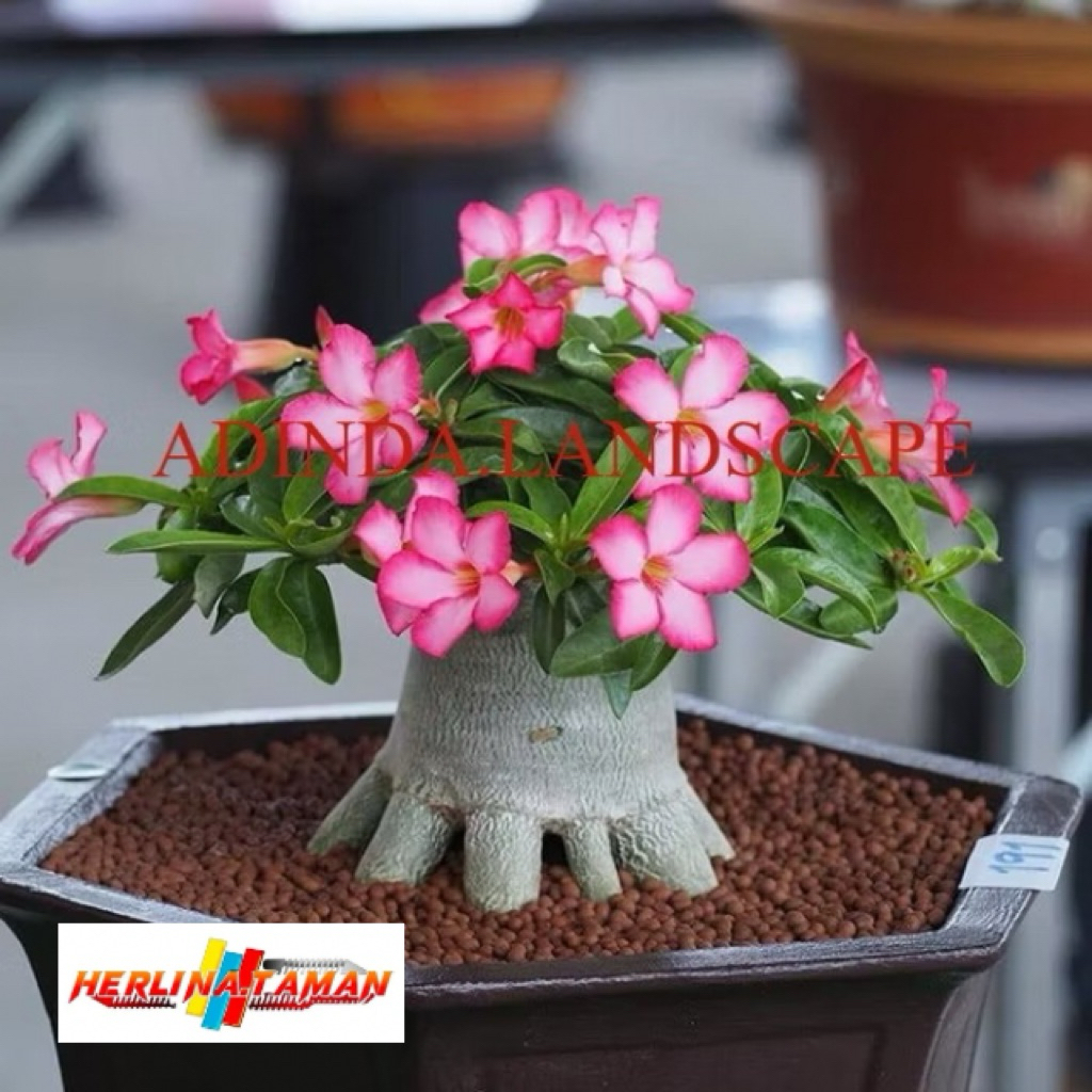 A.L bibit tanaman bunga adenium bonggol besar bahan bonsai kamboja jepang