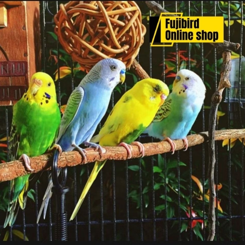 BURUNG PARKIT SEPASANG PILIHAN AVIARY