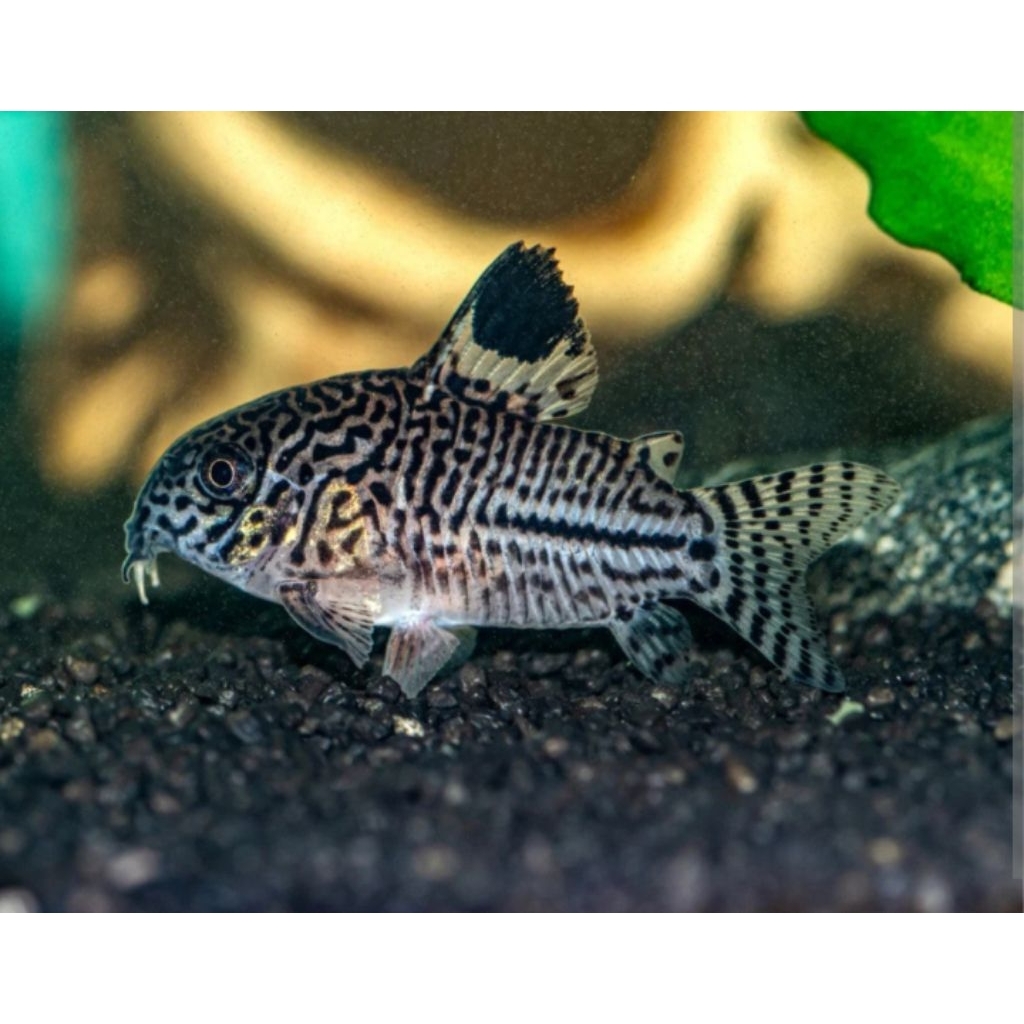 Terlaris ikan korydoras atau pemakan lumut