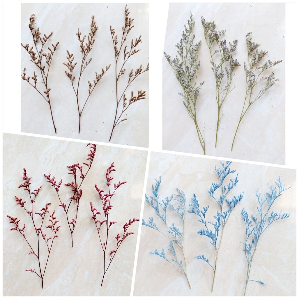 Preserved Natural Caspea - Natural Caspea - Dried Caspea - Pressed Flower - Oshibana - Mahar akrilik