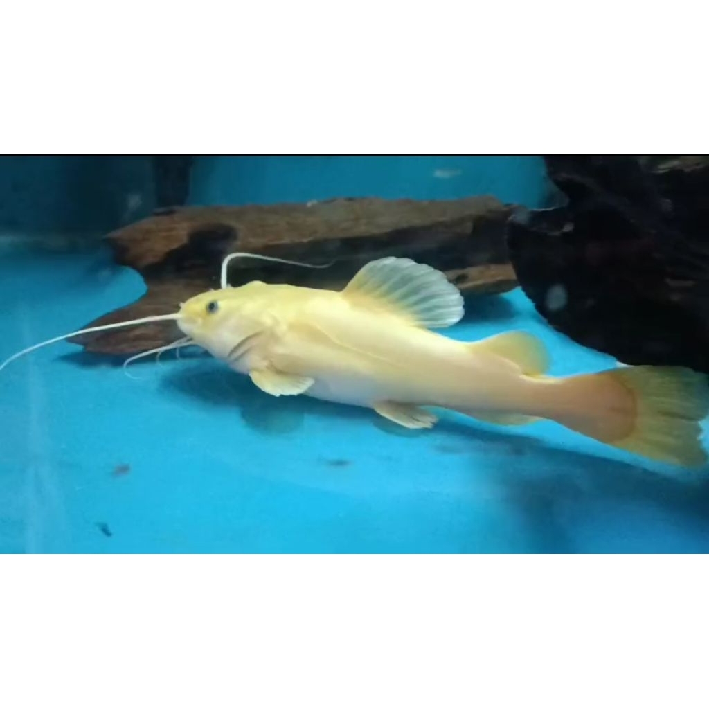 Ikan Lele RTC phantom 30-32cm