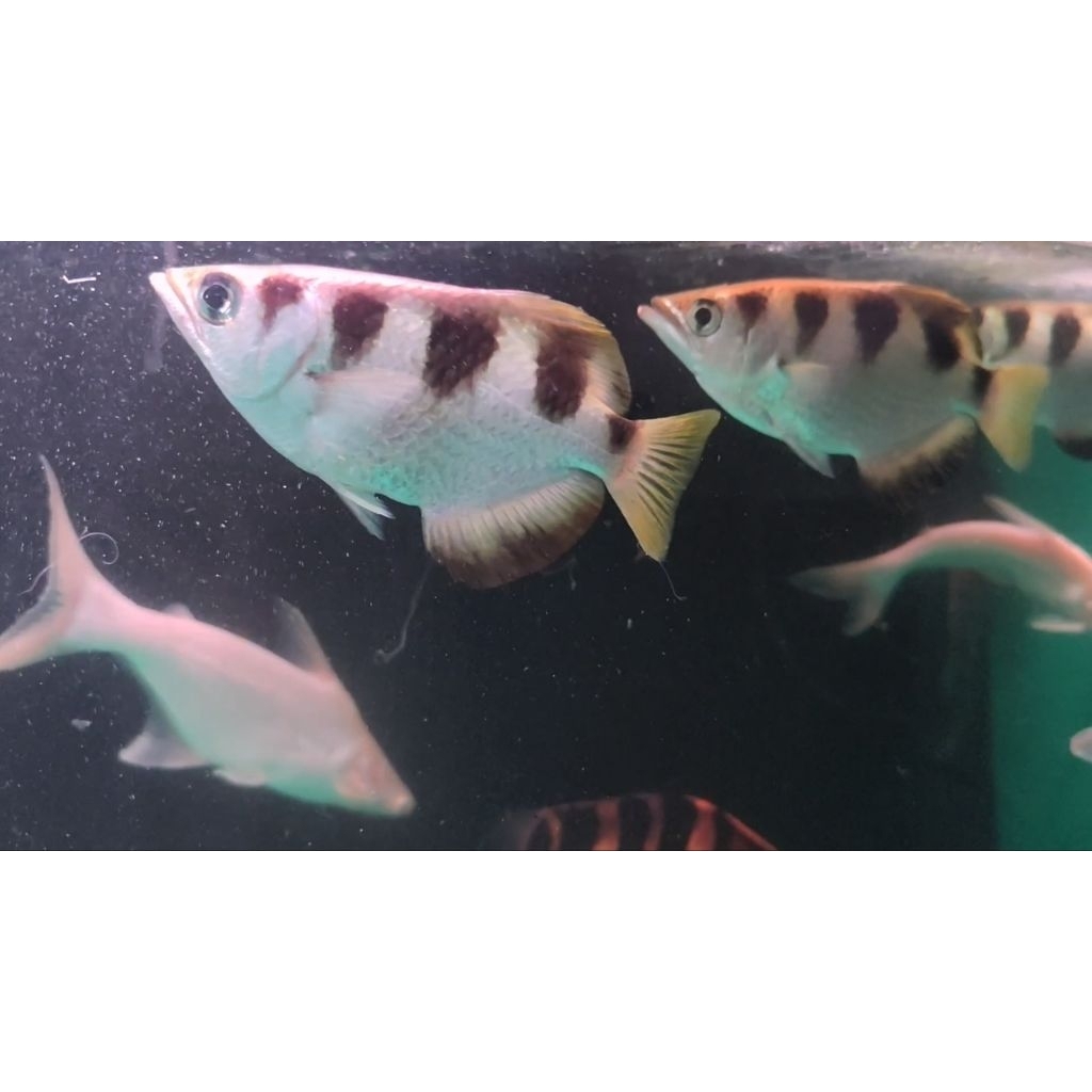 Ikan archer fish pemanah sumpit ±17cm