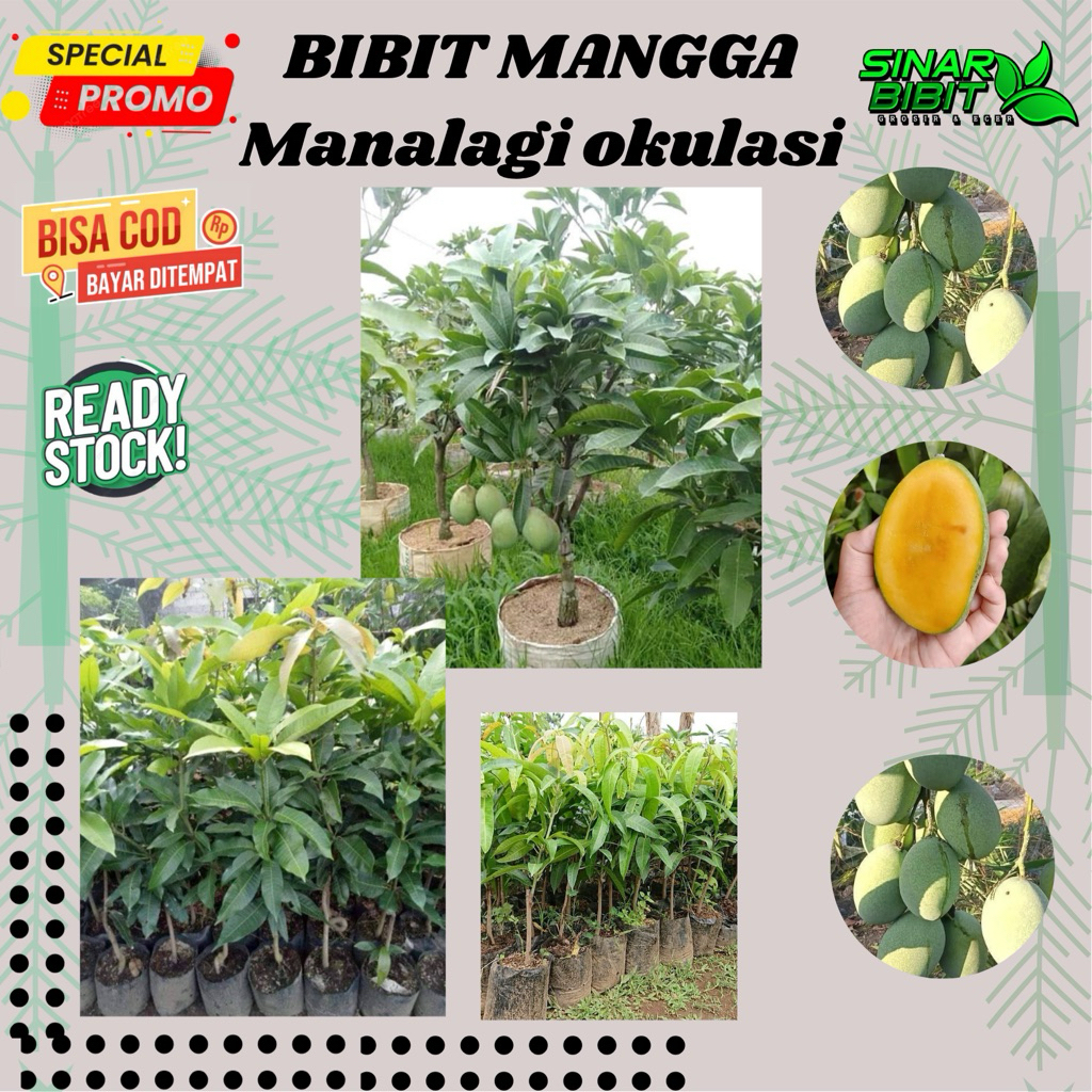 bibit mangga Mahatir super jumbo
