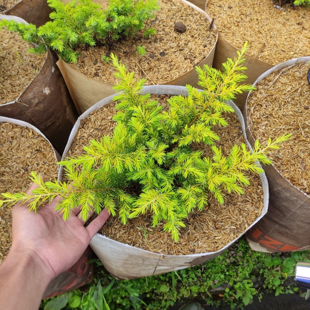Cemara buaya gold cemara ekor buaya kuning bahan bonsai