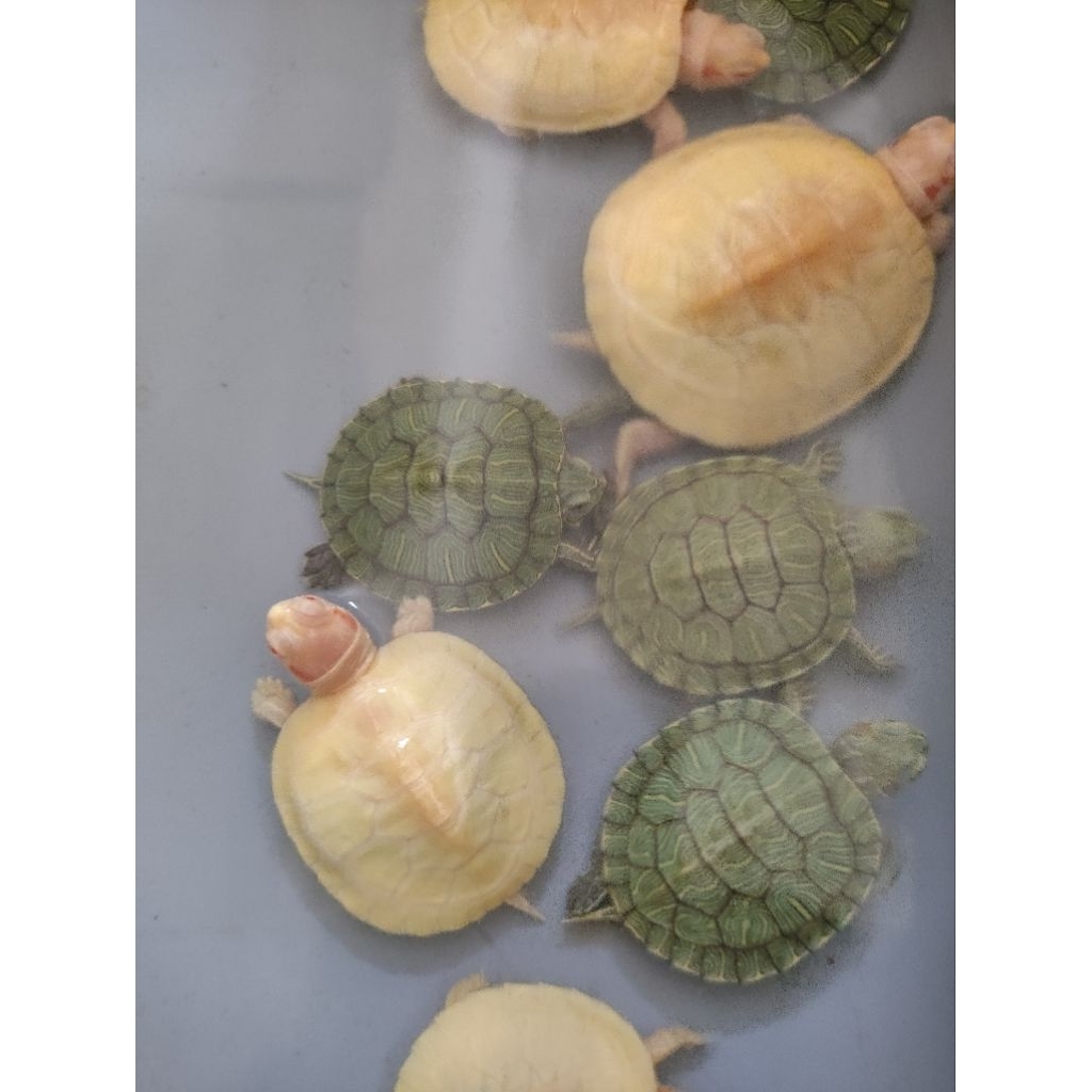 Res Albino Air Resbino Turtle Res Het Hetbino Baby Captive Breed Up