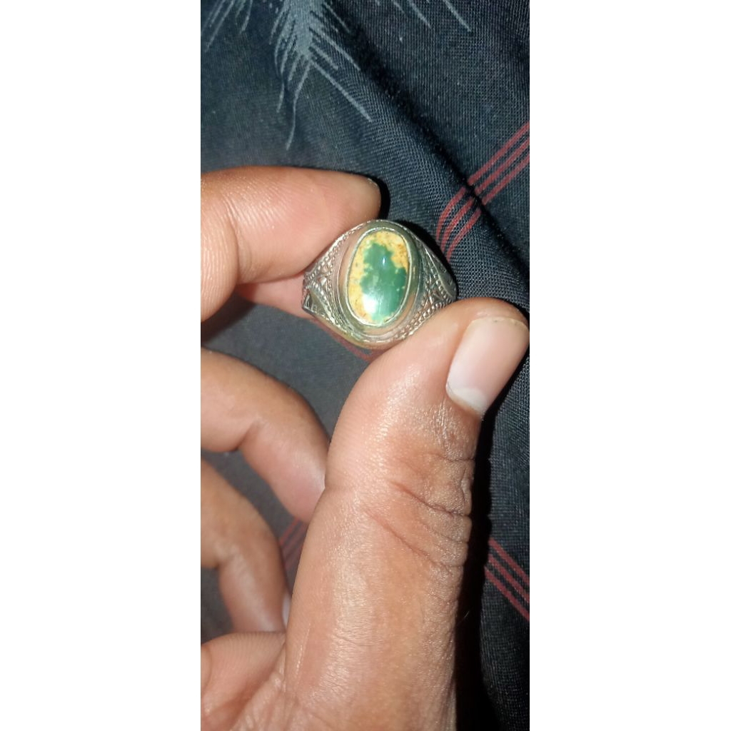 pirus persia minion hijau kedondong urat emas