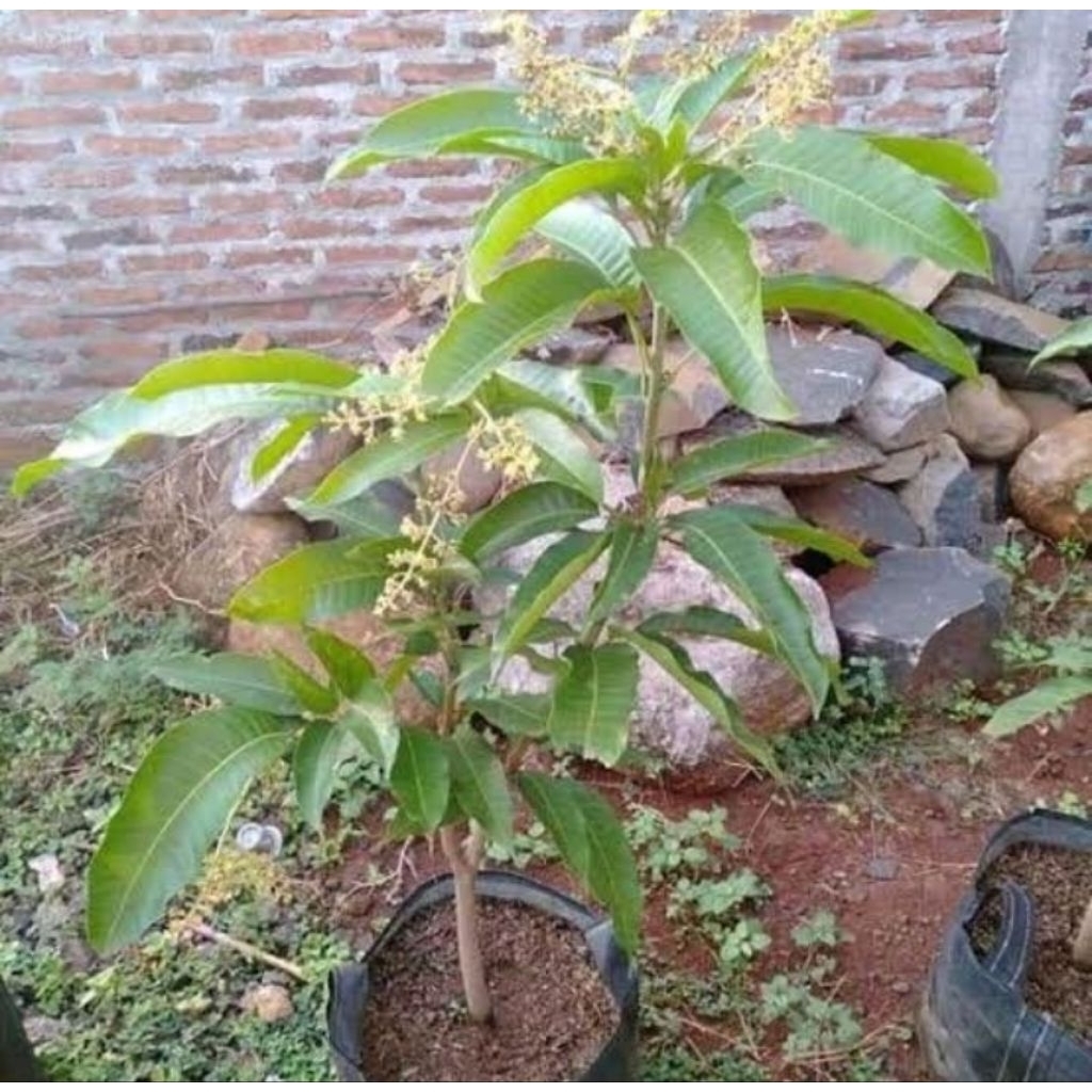 bibit mangga berbunga