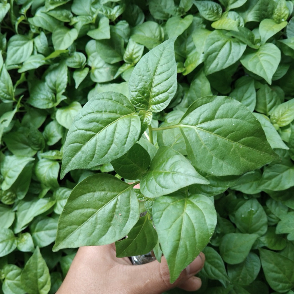 AMERTA BIBIT. id- bibit tanaman cabe rawit ori 212 siap tanam