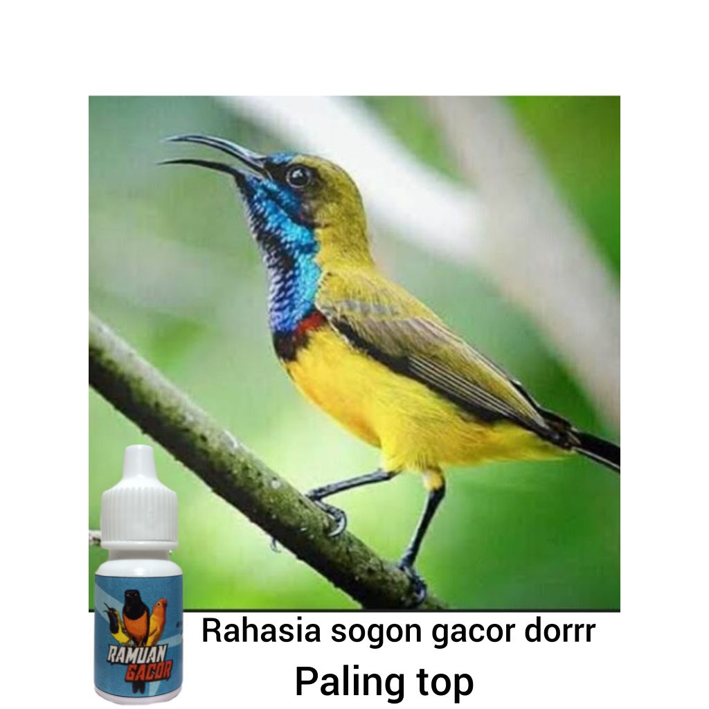 nextar burung sogon paling gacor 15ml