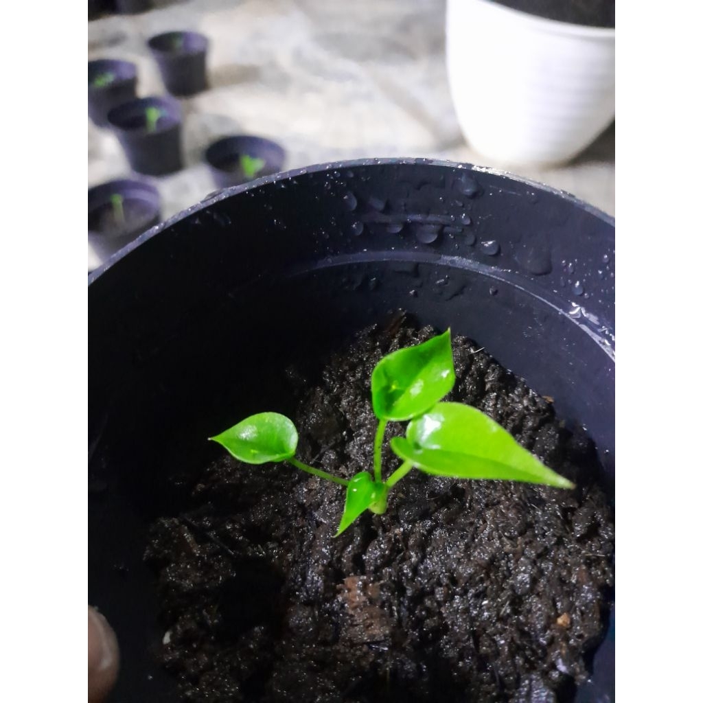 Bibit anthurium gelombang cinta (wave of love) silangan dengan jemani cobra catalog. keris. supernov