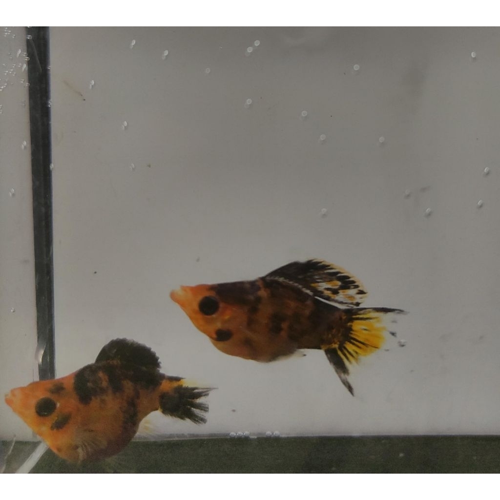 Ikan Molly Balloon Leopard | Ikan Hias Aquarium Cantik Aktif dan Sehat HARGA 1 PAIR 