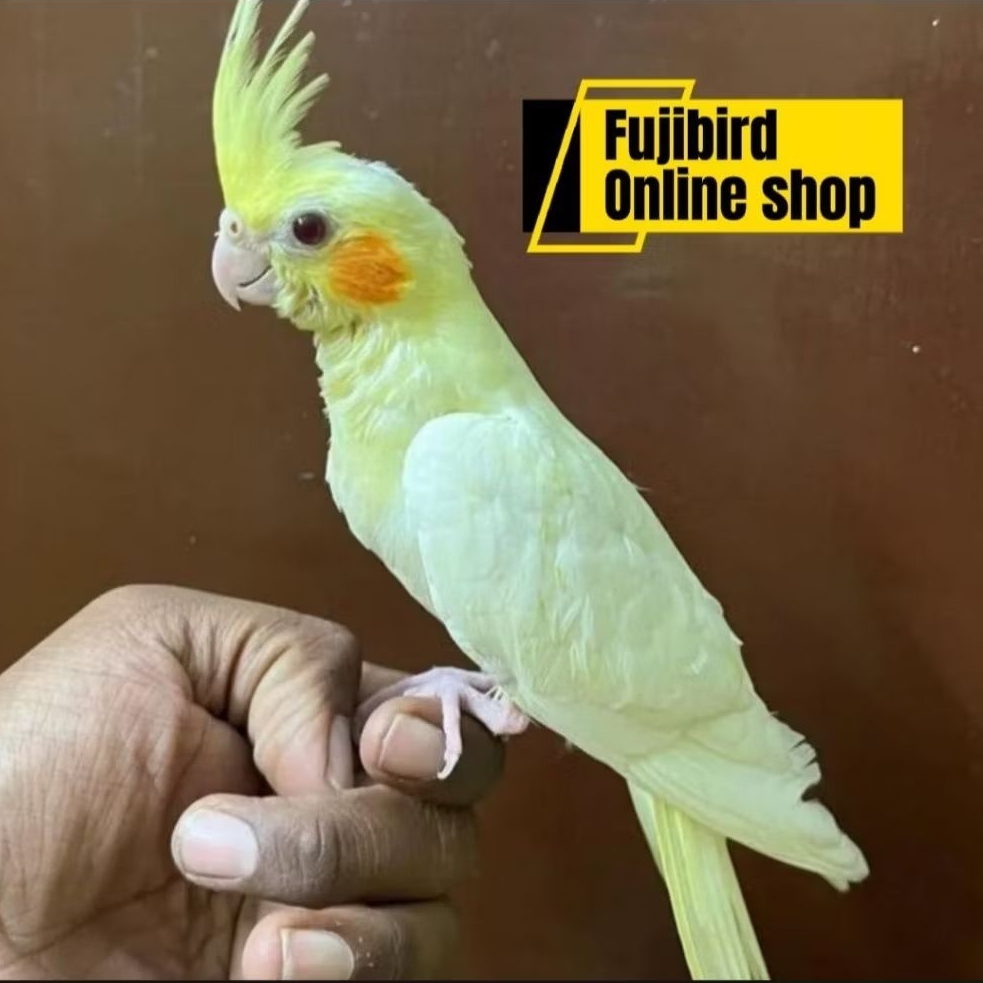 BURUNG FALK PARKIT AUSTRALI LUTINO MATA MERAH JINAK