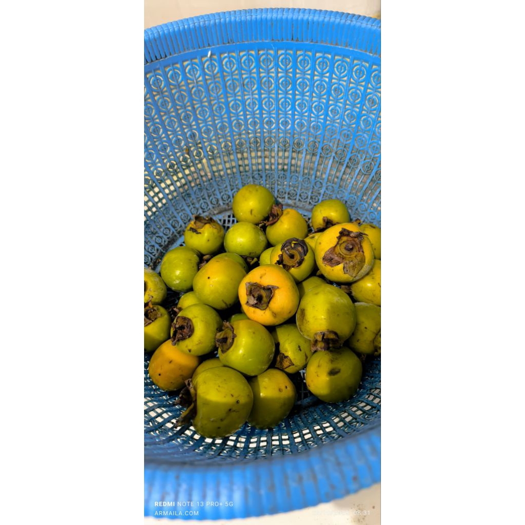 Buah Kesemek Lokal Parsimmon Segar 1kg