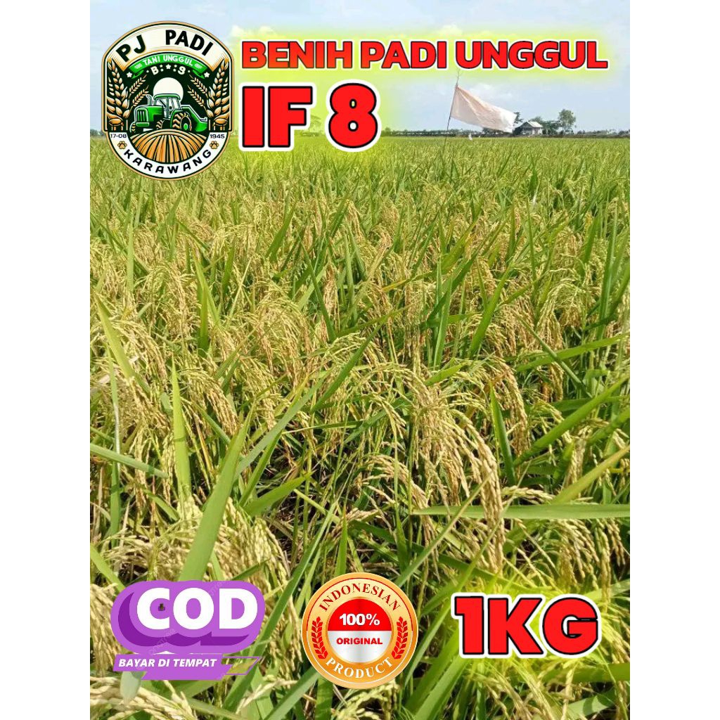 BENIH PADI BERKUALITAS IF 8 KEMASAN 1KG