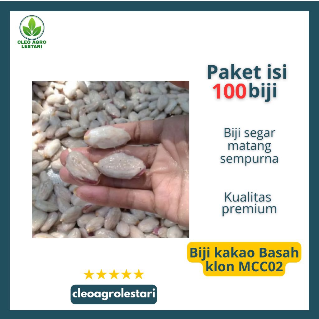 Biji Basah Buah Kakao Klon MCC02 Siap Semai Dari Buah Segar Kualitas Unggul Cocok Untuk Pembibitan K