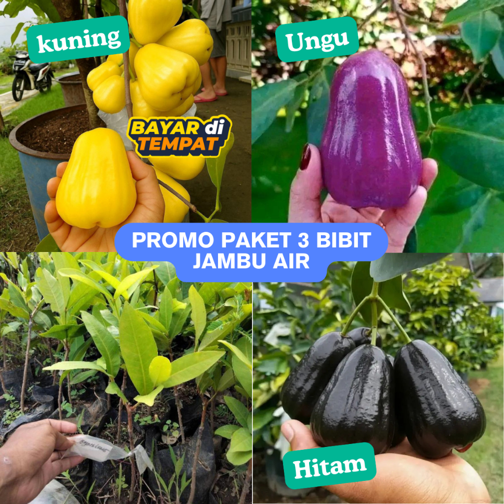 PROMO Paket 3 Bibit Jambu Air Madu Kuning, Jambu Air Citra Ungu, Jambu Air Hitam Black Guava Super