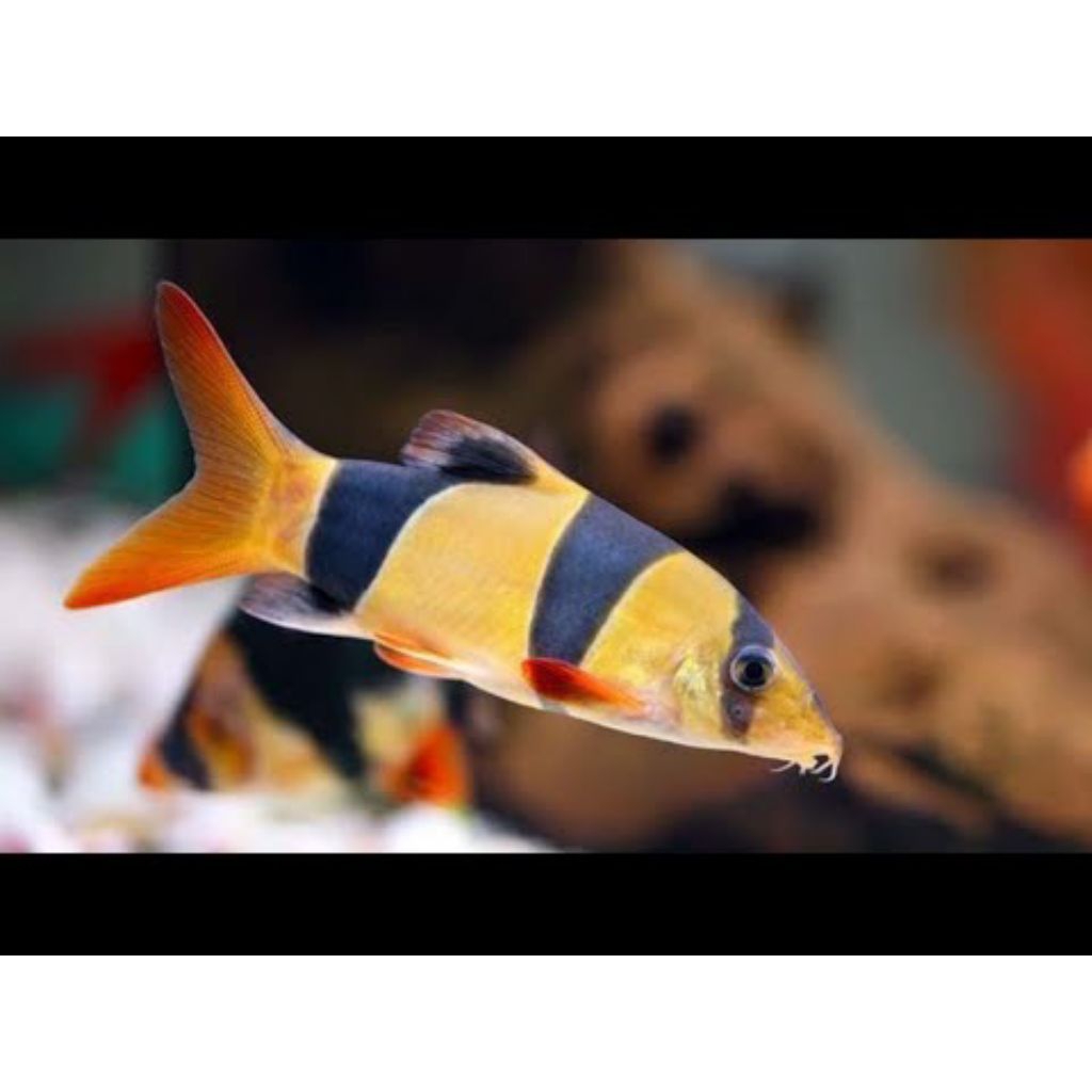 ikan BOTIA hiasan size 7-8 cm KHUSUS INSTAN