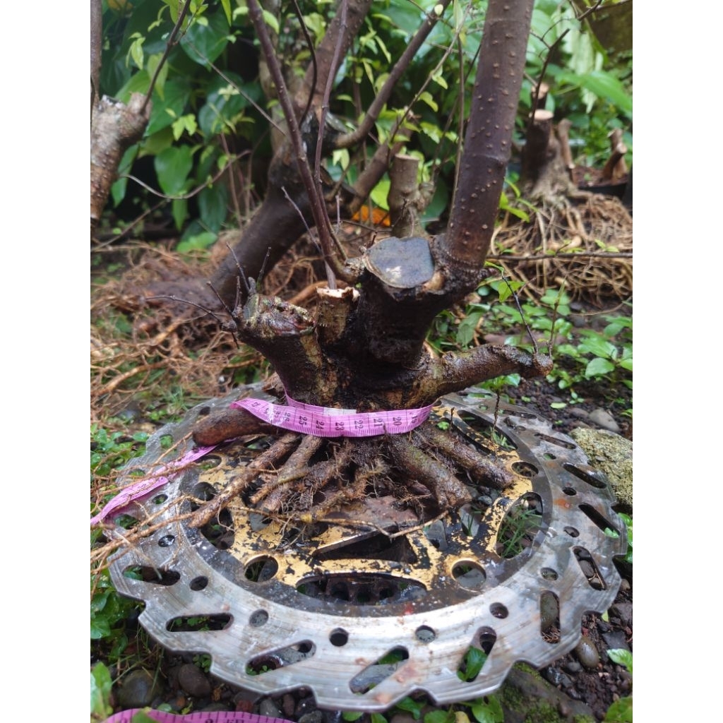 bonsai anput prokar lb 22cm no 002