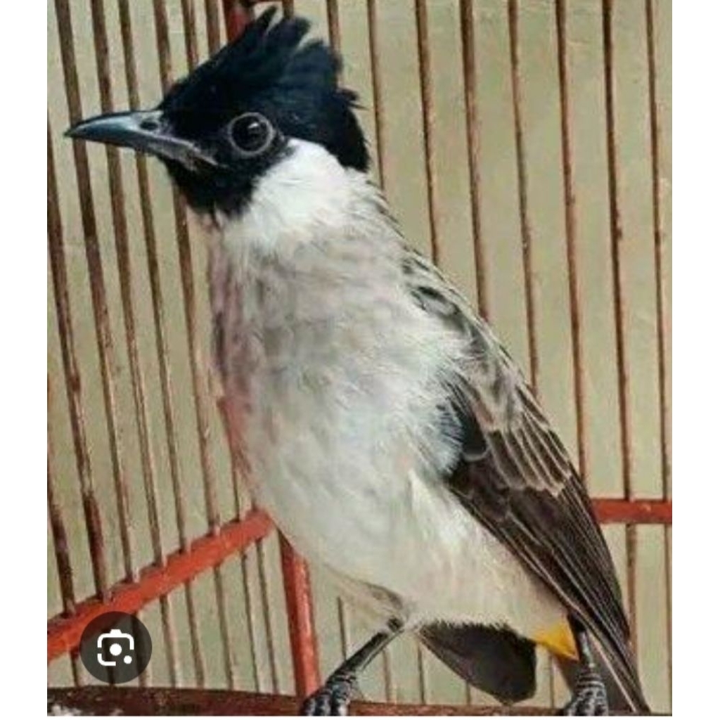 kutilang madura jawa timur gacor body big, jooss