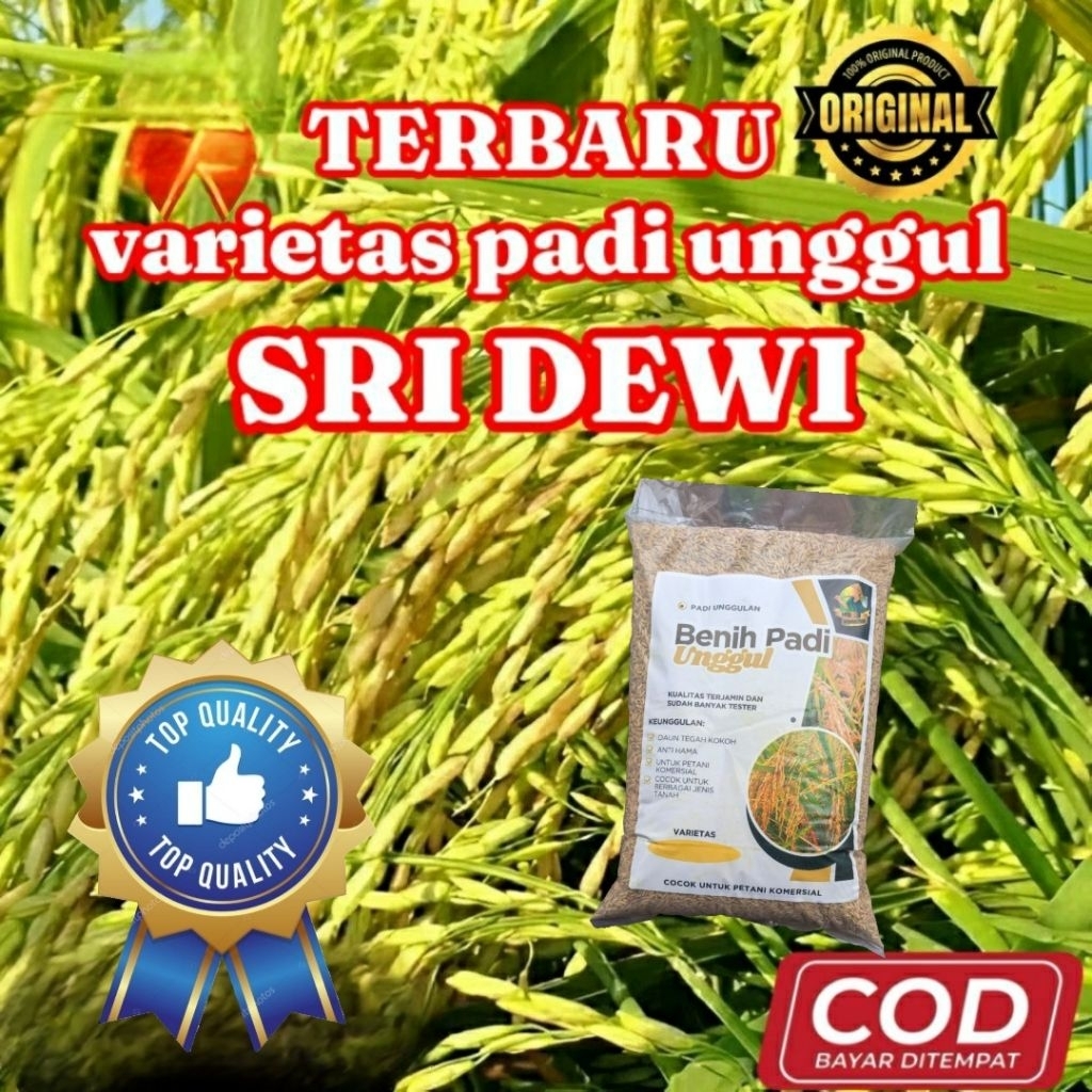 Benih Bibit Padi Unggul (SRI DEWI) Kemasan 5kg Original dan Berkualitas
