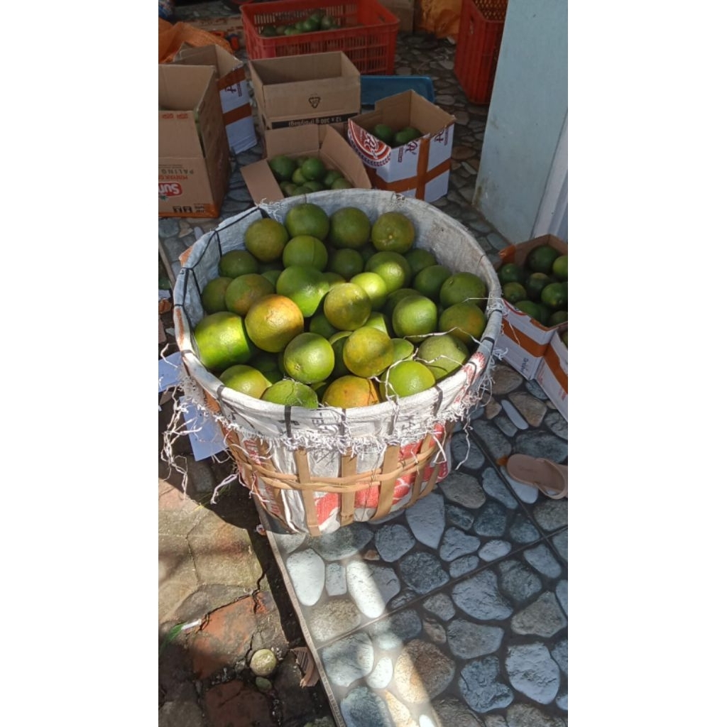buah jeruk peras manis 1000g