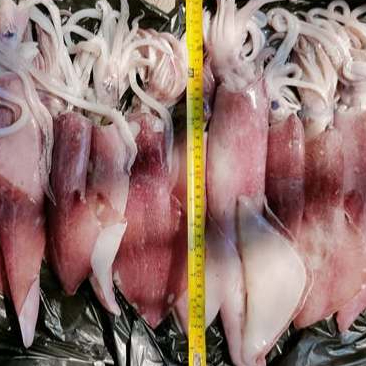 Cumi 1Kg Cumi Segar Cumi Basah Segar Cumi Merah Cumi Besar Cumi Jumbo Seafood Cumi Cumi Segar 1Kg SQ