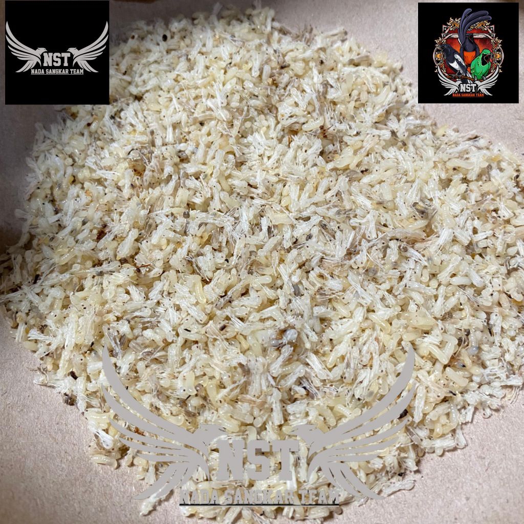 KROTO SUPER BERSIH TANPA SEMUT