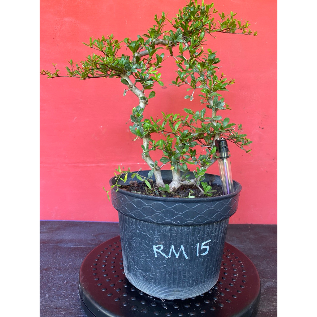 Bahan Bonsai Black Olive