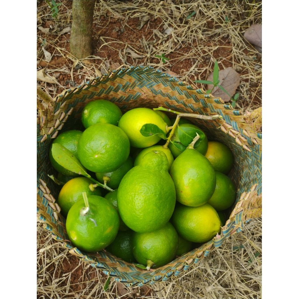 Jeruk Lemon 1kg fresh petik