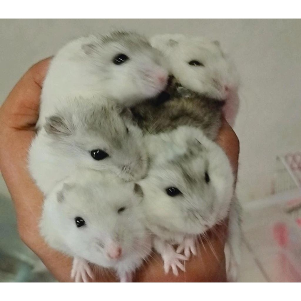 hamster lucu.. jinak