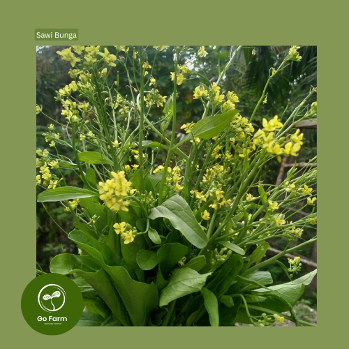 Benih Bibit Choy Sum/Sawi Bunga/Caisim Hongkong