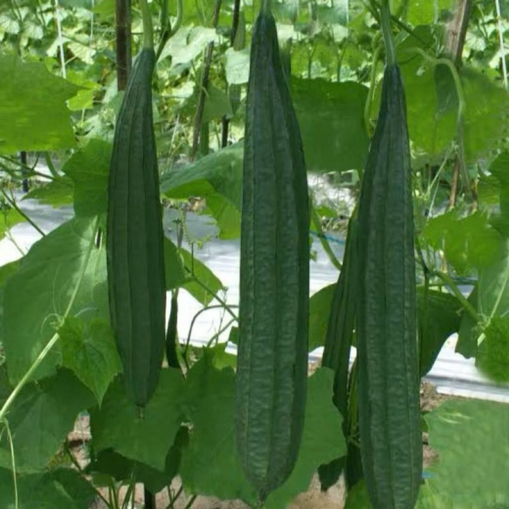 Bibit Benih Oyong/Gambas Panjang || 50 Biji Unggulan