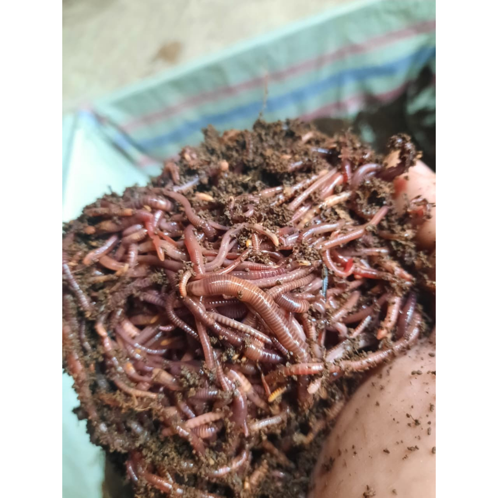 CACING TIGER HIDUP/ CACING ESSENIA FOTEIDA/ CACING MERAH/ CACING PANCING