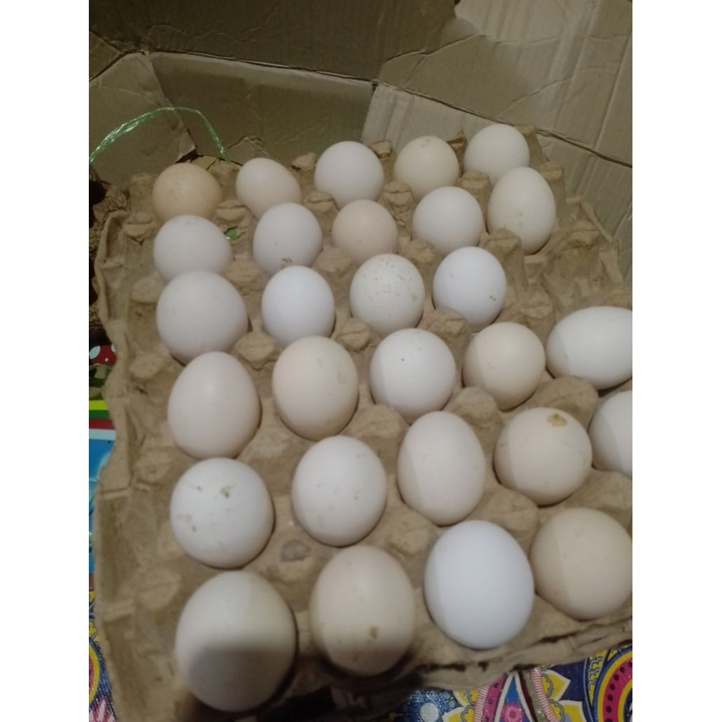 KUB 2 telur ayam fertil kaki kuning l