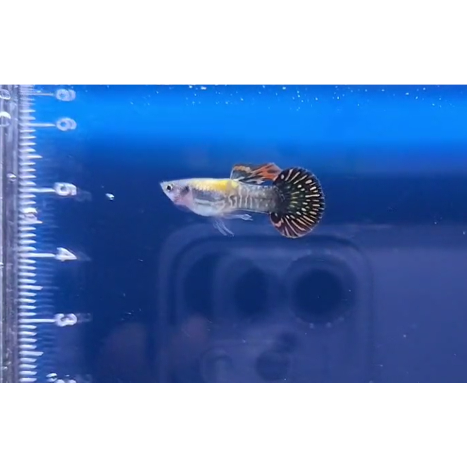 Guppy GALAXYMEDUSA RoundTail ( GMR ) Sepasang guppy GalaxyMedusaRoundTAIl ~ Hiasan Aquariumm